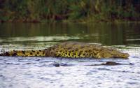 mvuu5 Krokodillernes svar p Jesus - en pnt tyk krokodille der ser ud som om den ligger ovenp vandet.